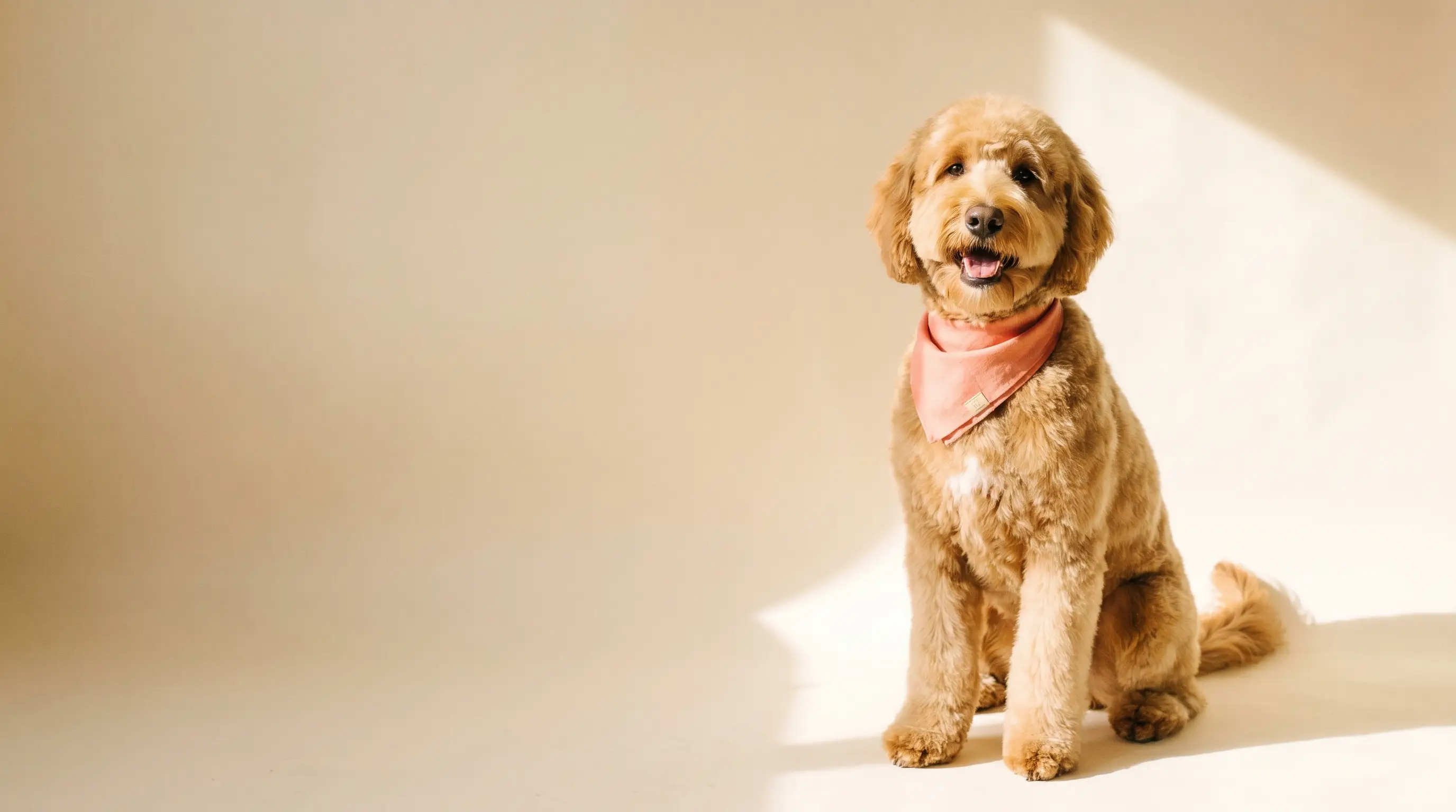 Joyful freshly groomed golden doodle wearing a coral bandana